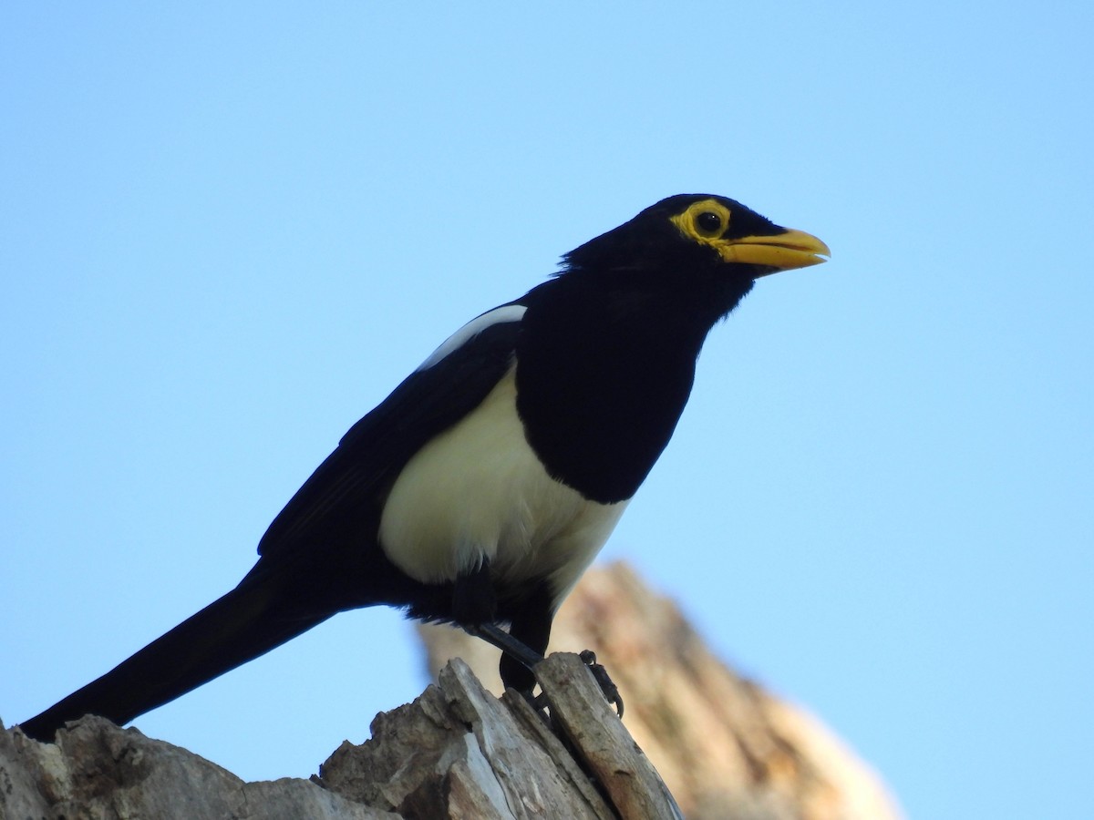 Yellow-billed Magpie - ML642310323