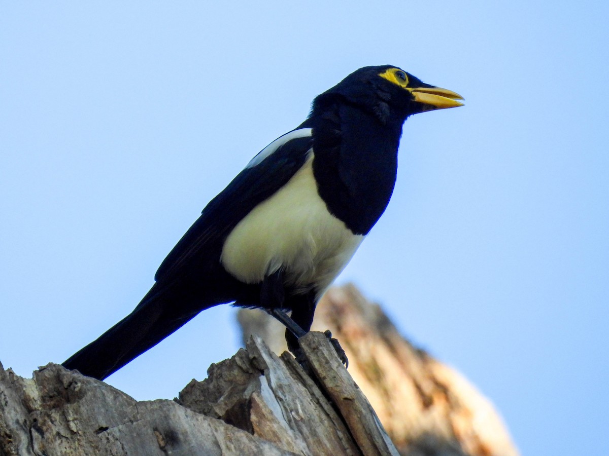 Yellow-billed Magpie - ML642310325