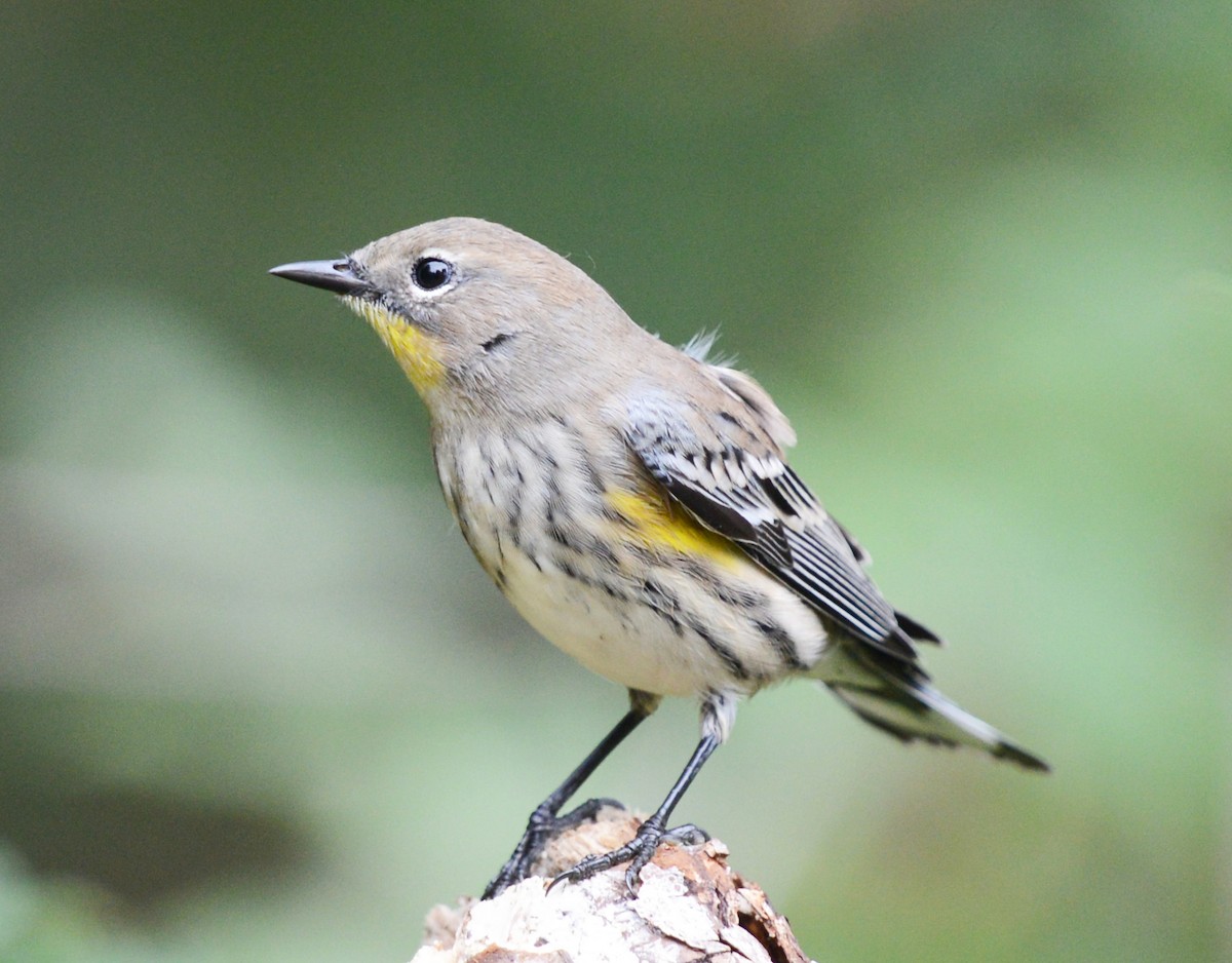 Yellow-rumped Warbler - ML642310330