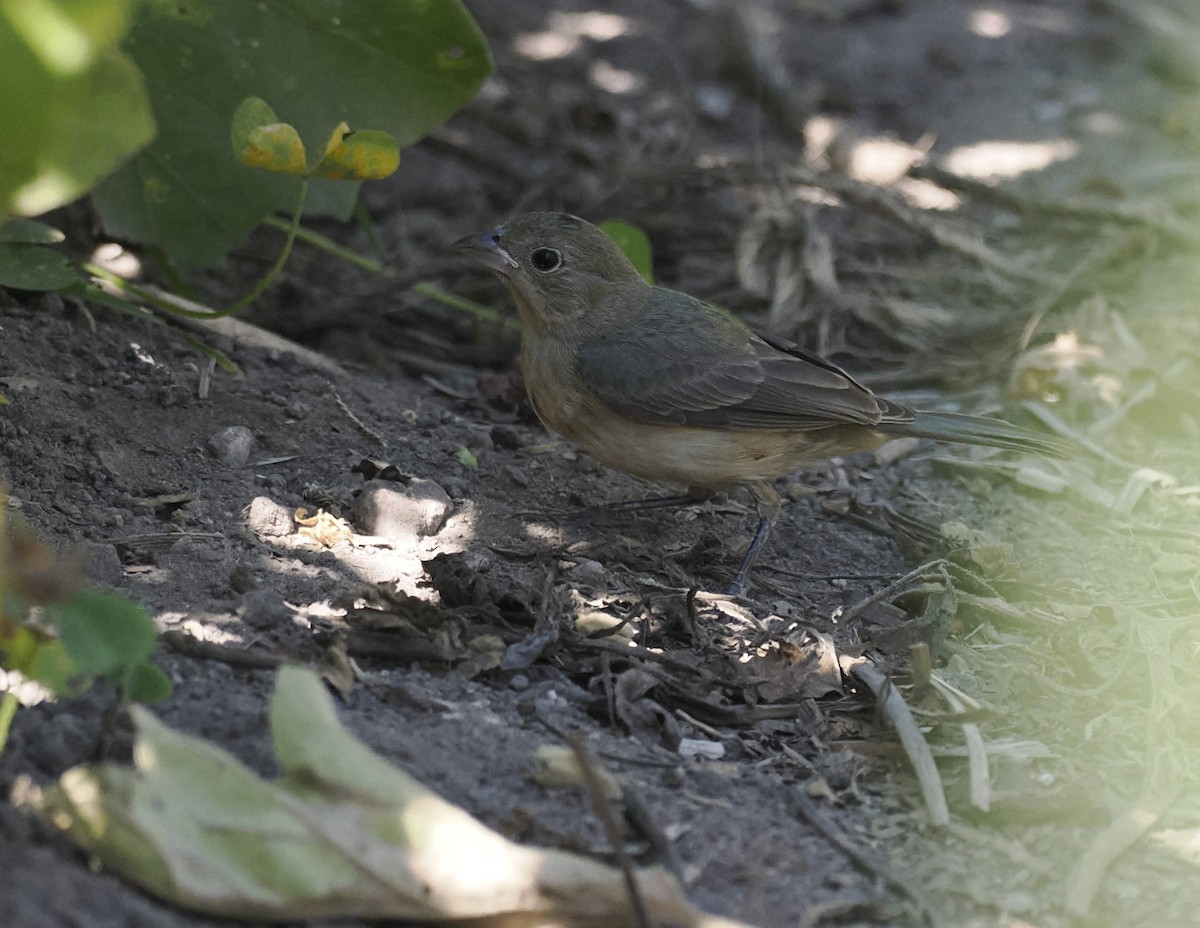 Painted Bunting - ML642310331