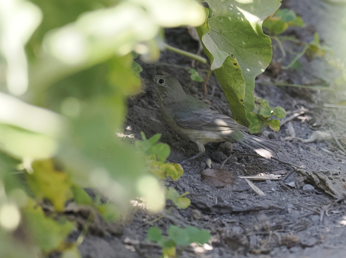 Painted Bunting - ML642310332