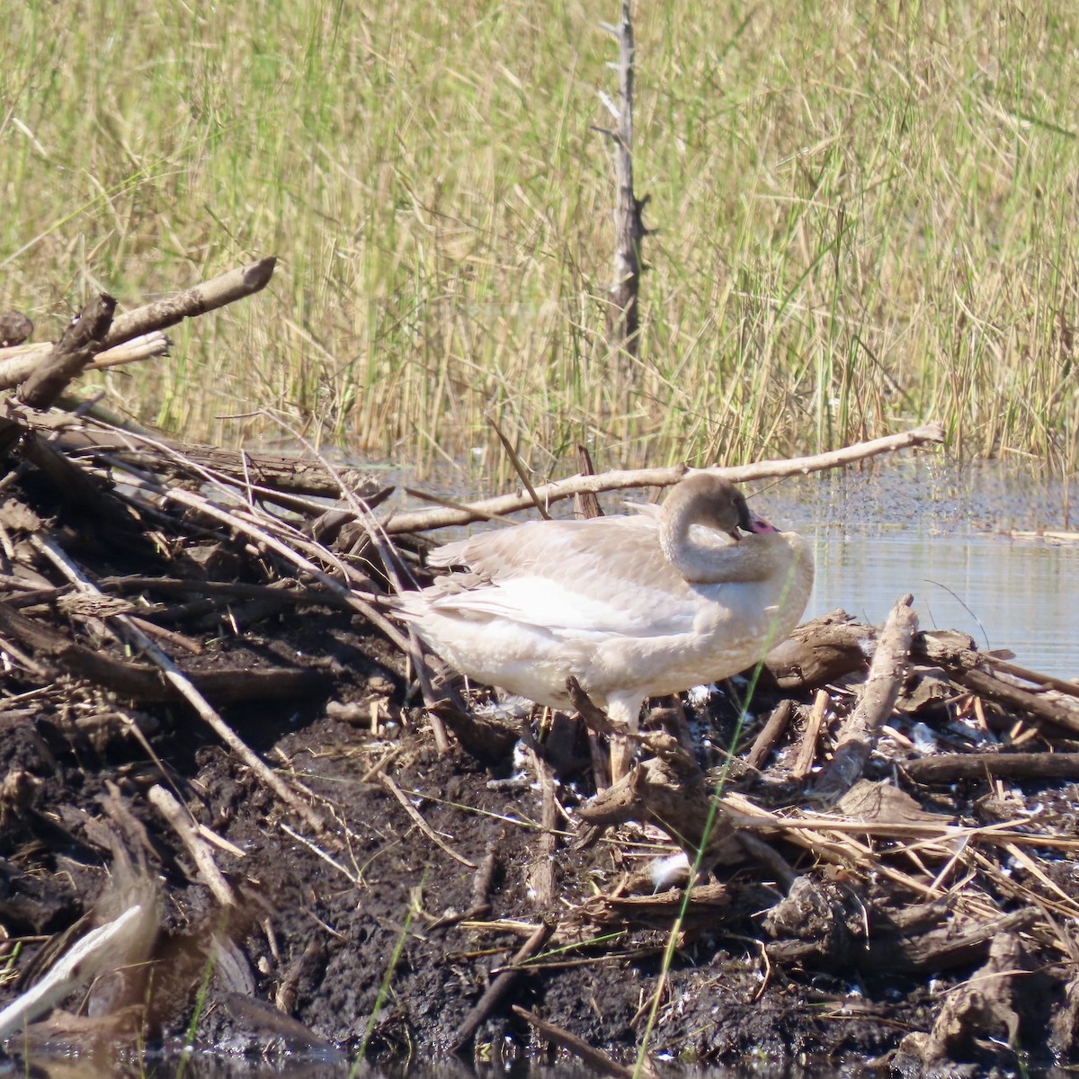 Trumpeter Swan - ML642310334