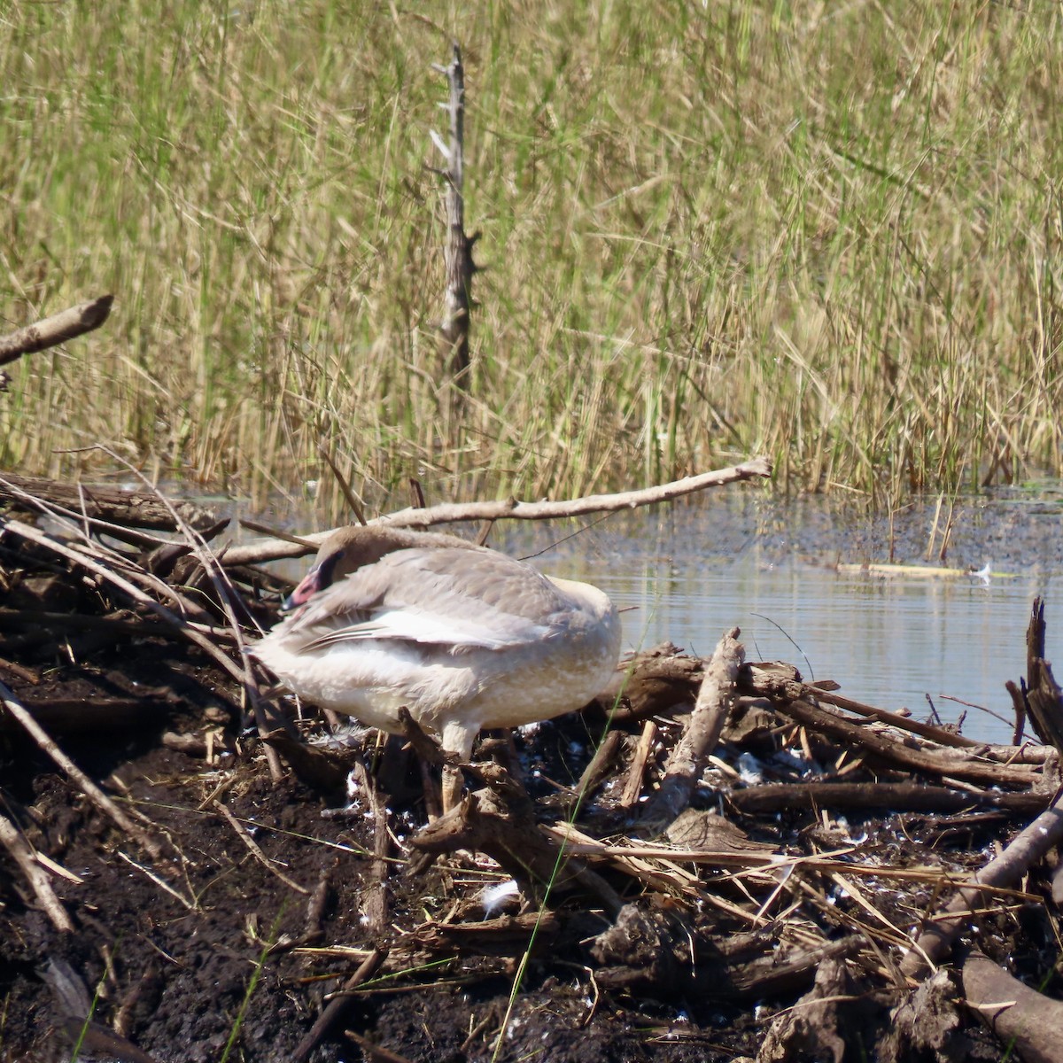 Trumpeter Swan - ML642310335