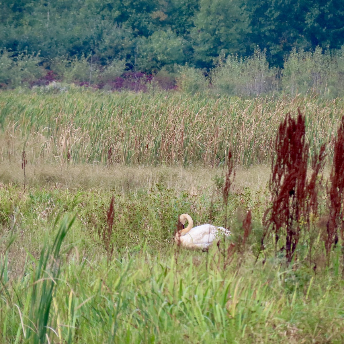 Trumpeter Swan - ML642310336