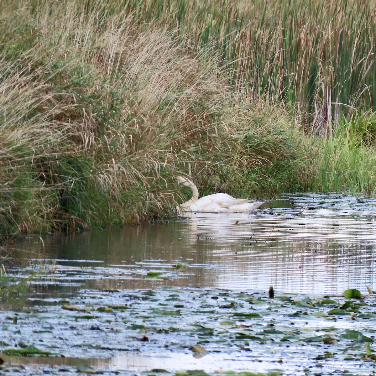 Trumpeter Swan - ML642310337