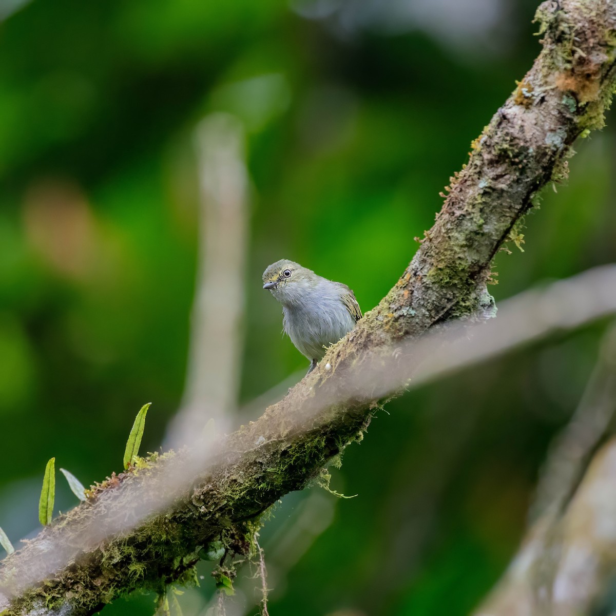 Choco Tyrannulet - ML642310339