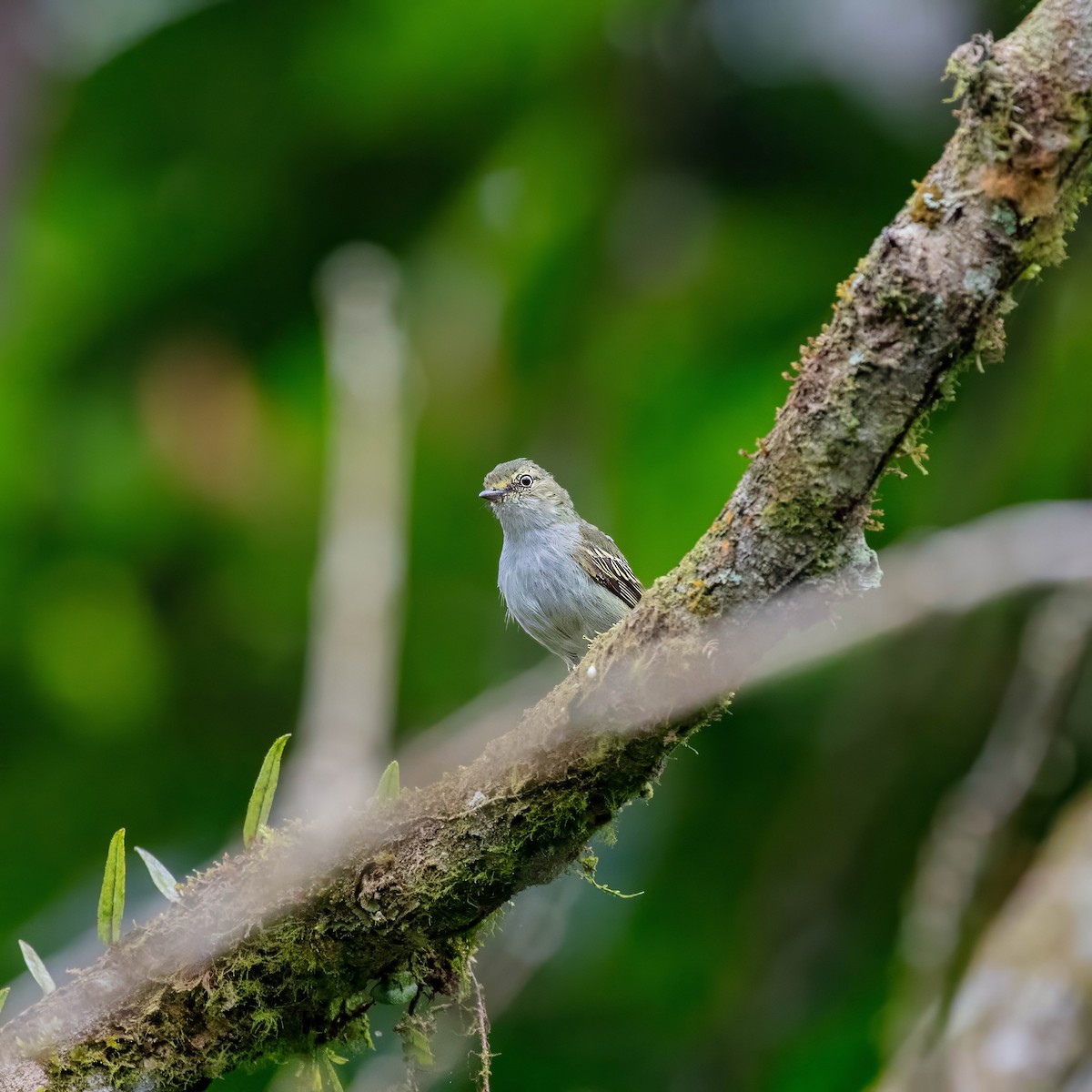 Choco Tyrannulet - ML642310341