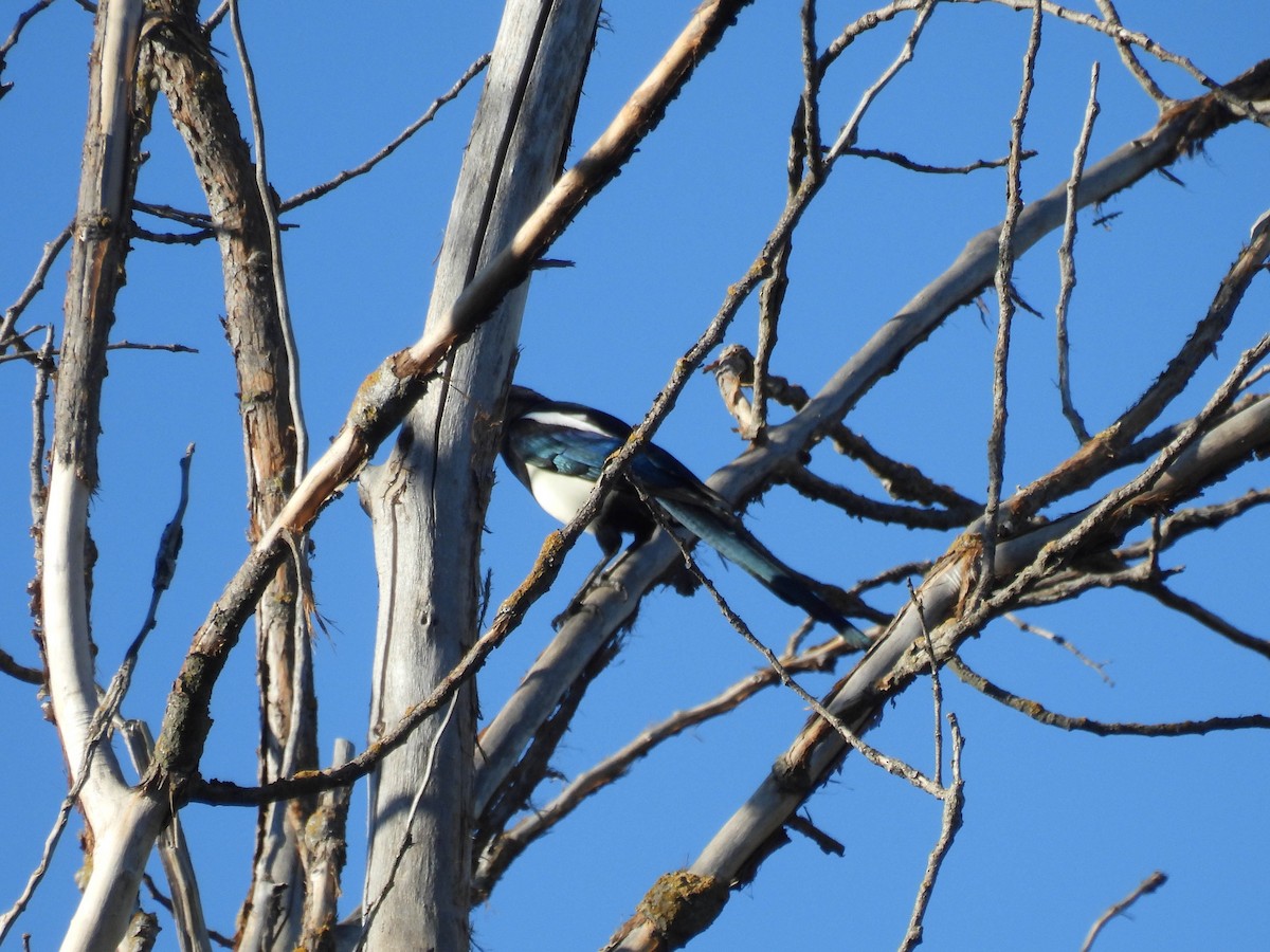 Yellow-billed Magpie - ML642310342