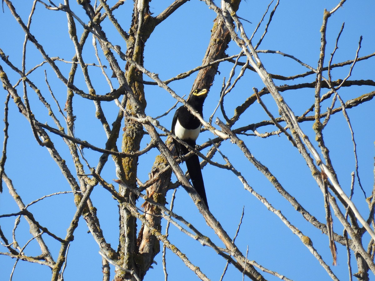 Yellow-billed Magpie - ML642310344
