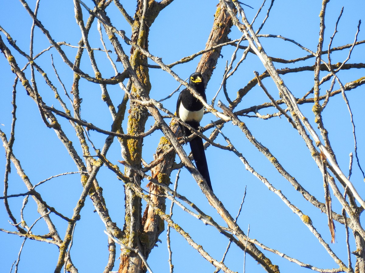 Yellow-billed Magpie - ML642310345