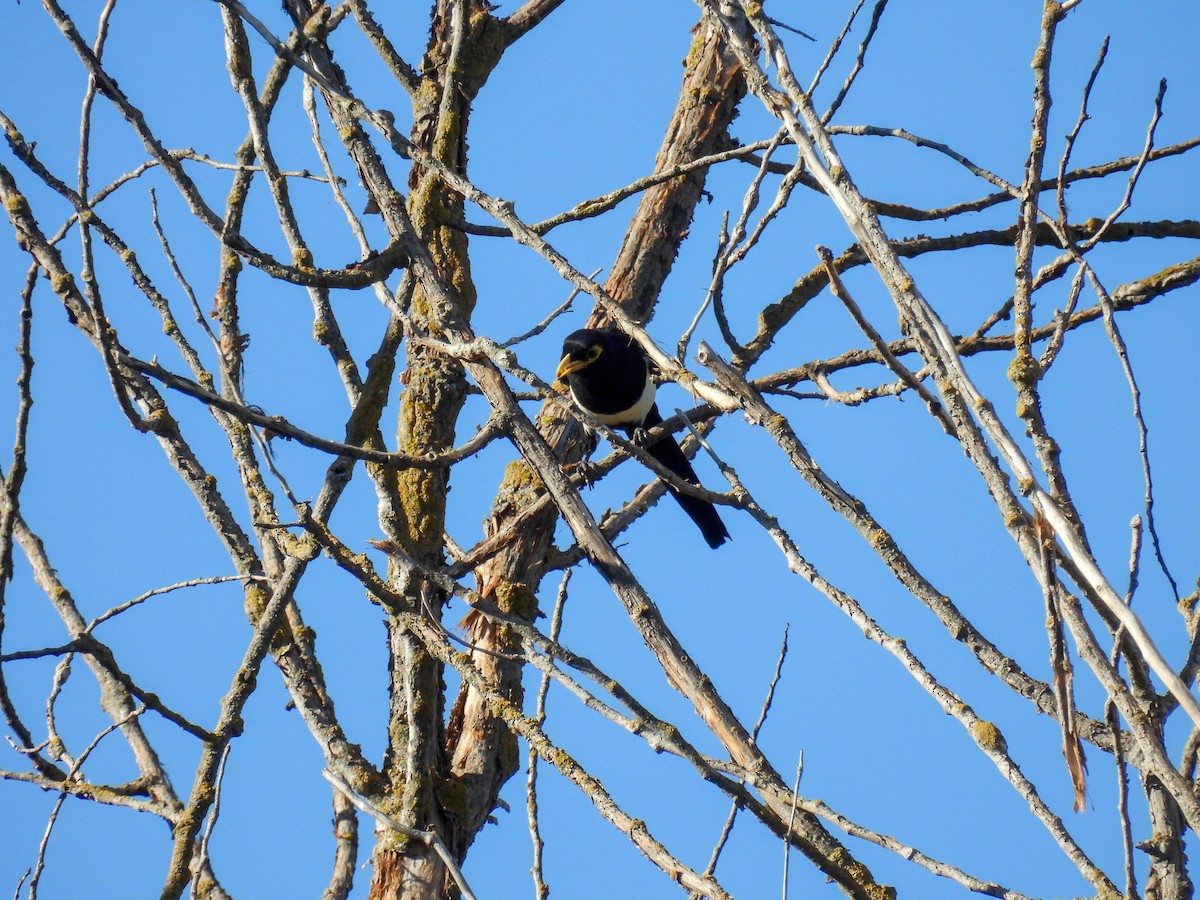 Yellow-billed Magpie - ML642310346
