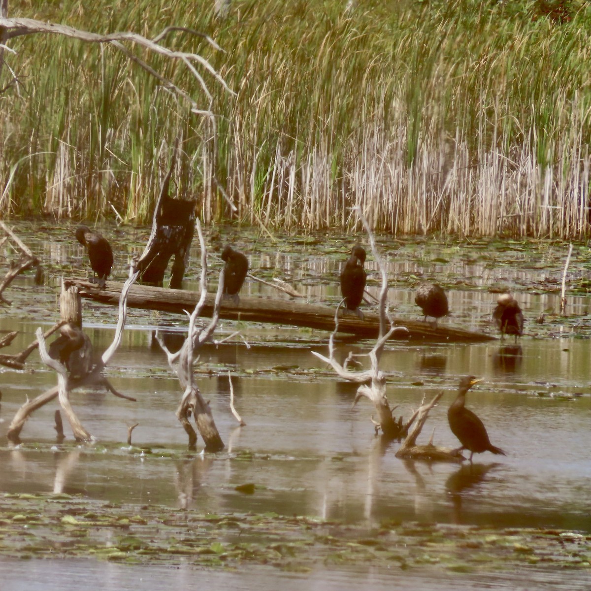 Double-crested Cormorant - ML642310358