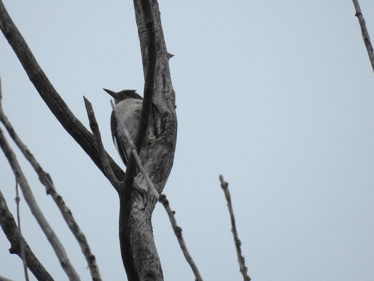Red-headed Woodpecker - ML642310361