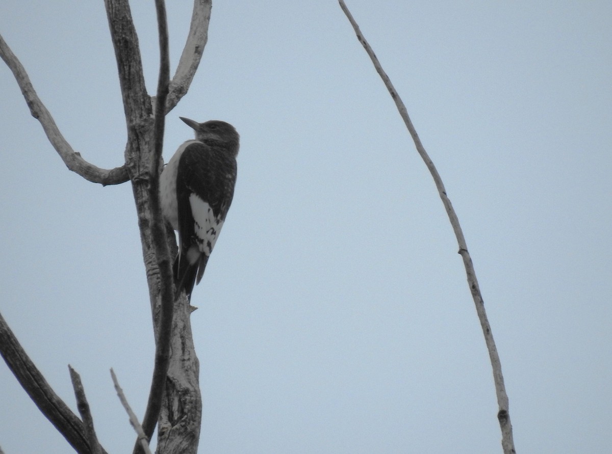 Red-headed Woodpecker - ML642310363