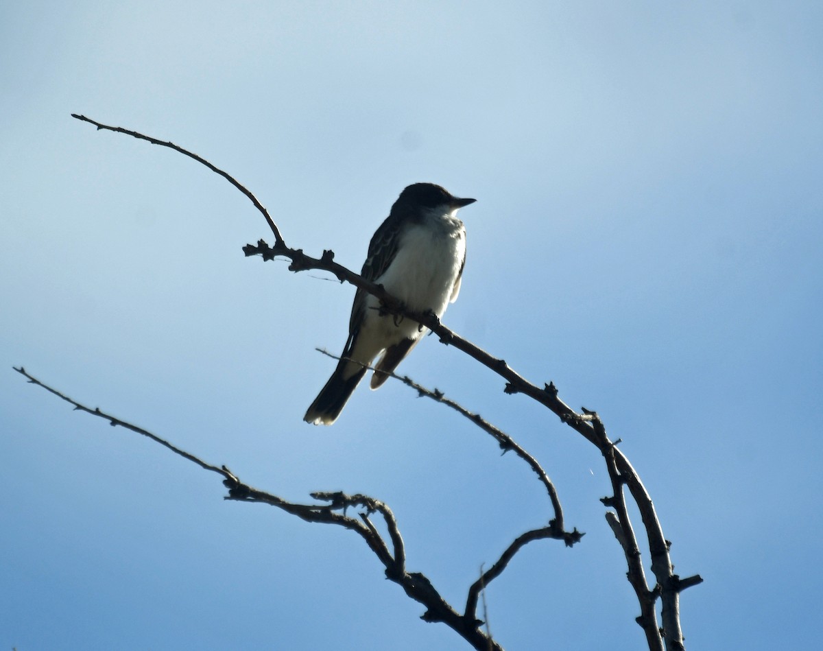 Eastern Kingbird - ML642310365