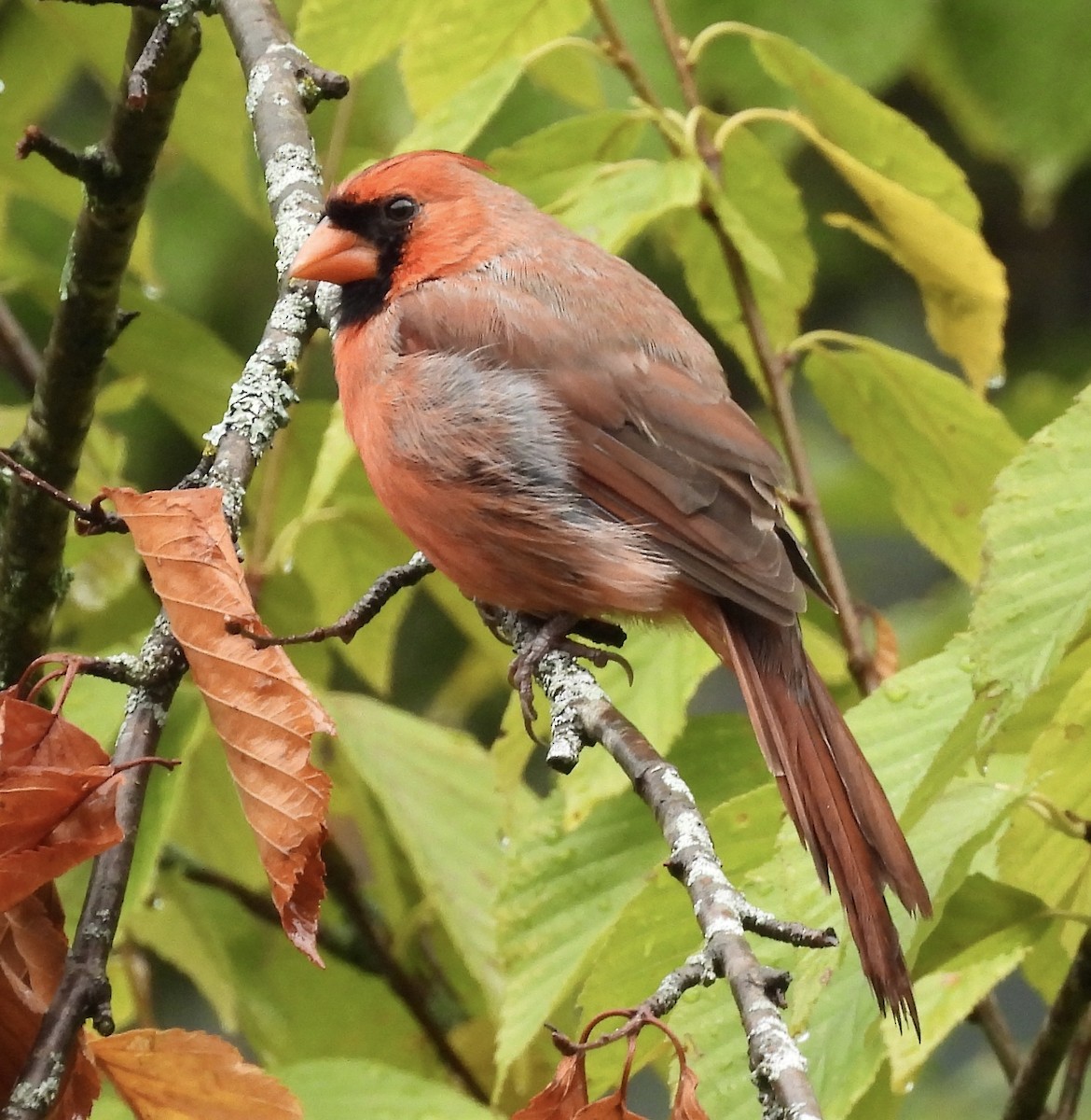 Northern Cardinal - kim schonning