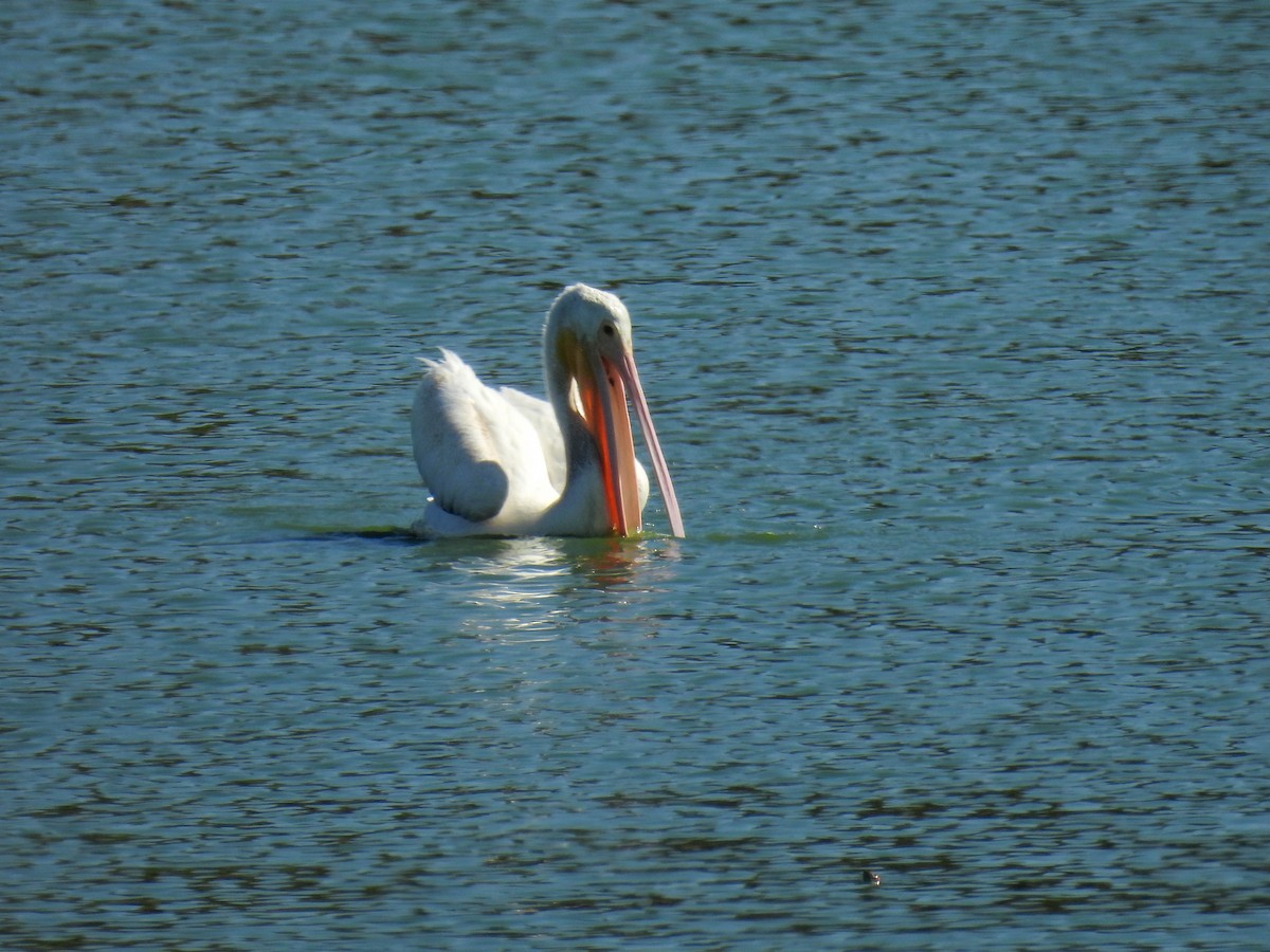 American White Pelican - ML642310383