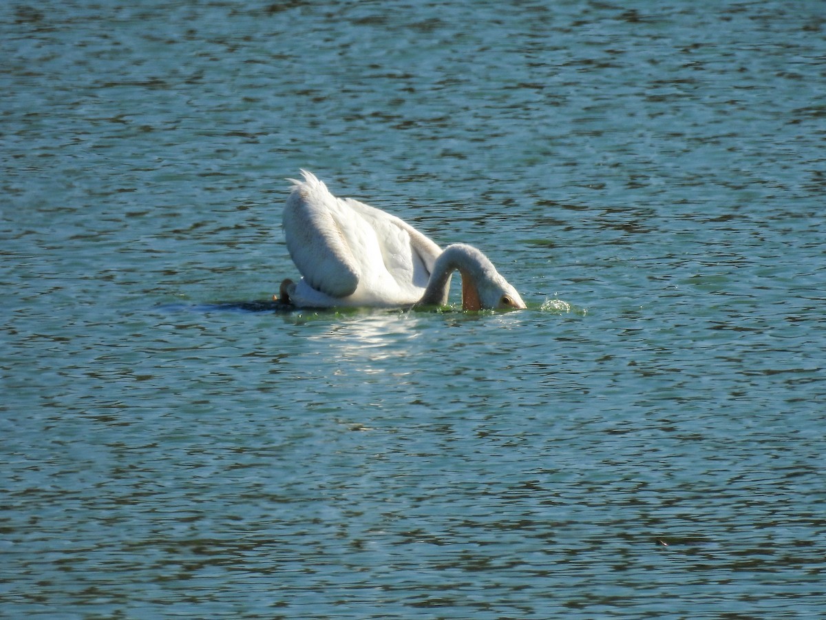 American White Pelican - ML642310384