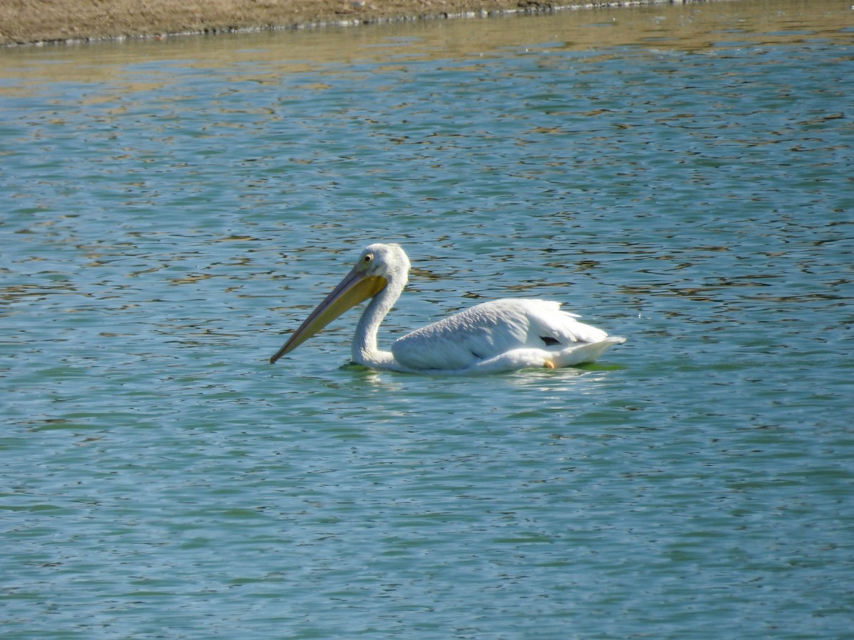 American White Pelican - ML642310385
