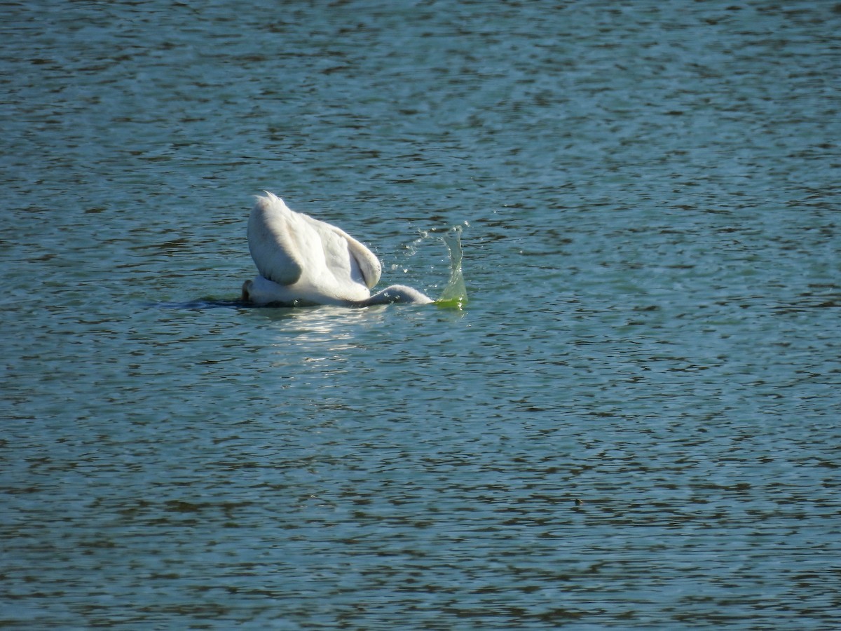American White Pelican - ML642310386
