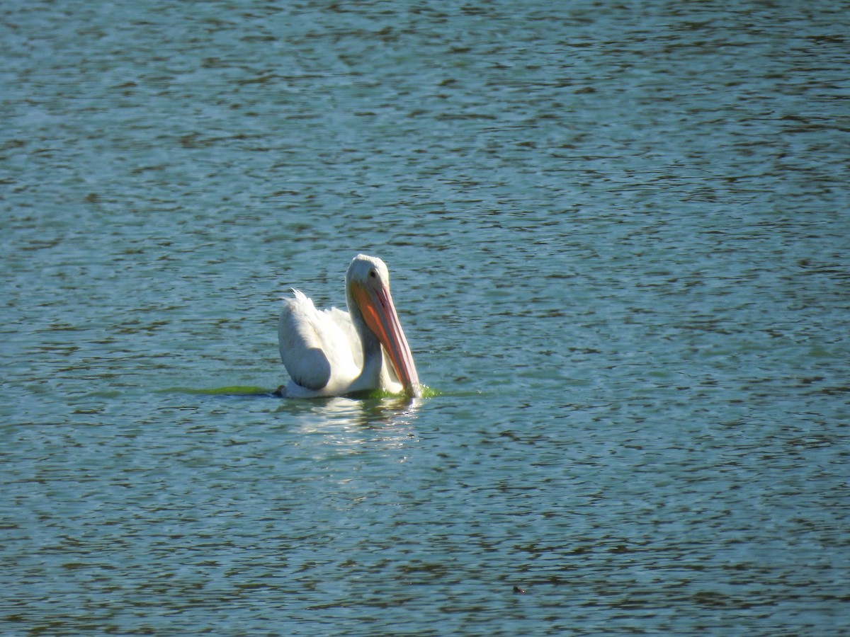 American White Pelican - ML642310387