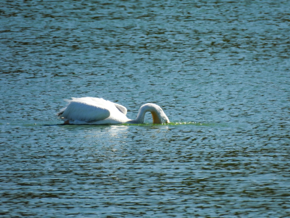 American White Pelican - ML642310388