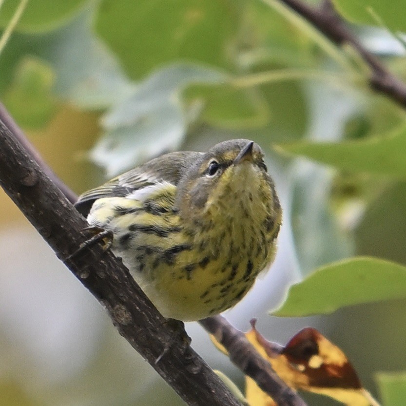 Cape May Warbler - ML642310395