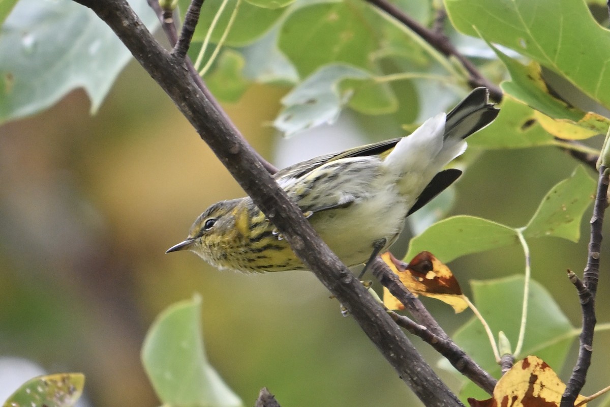 Cape May Warbler - ML642310396