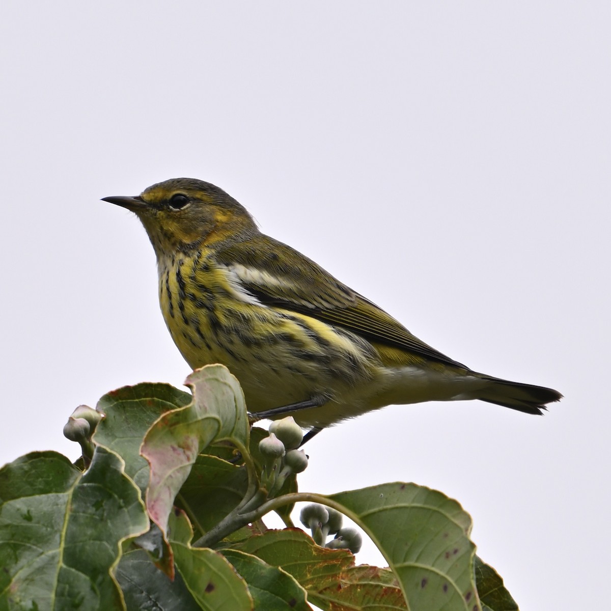 Cape May Warbler - ML642310409