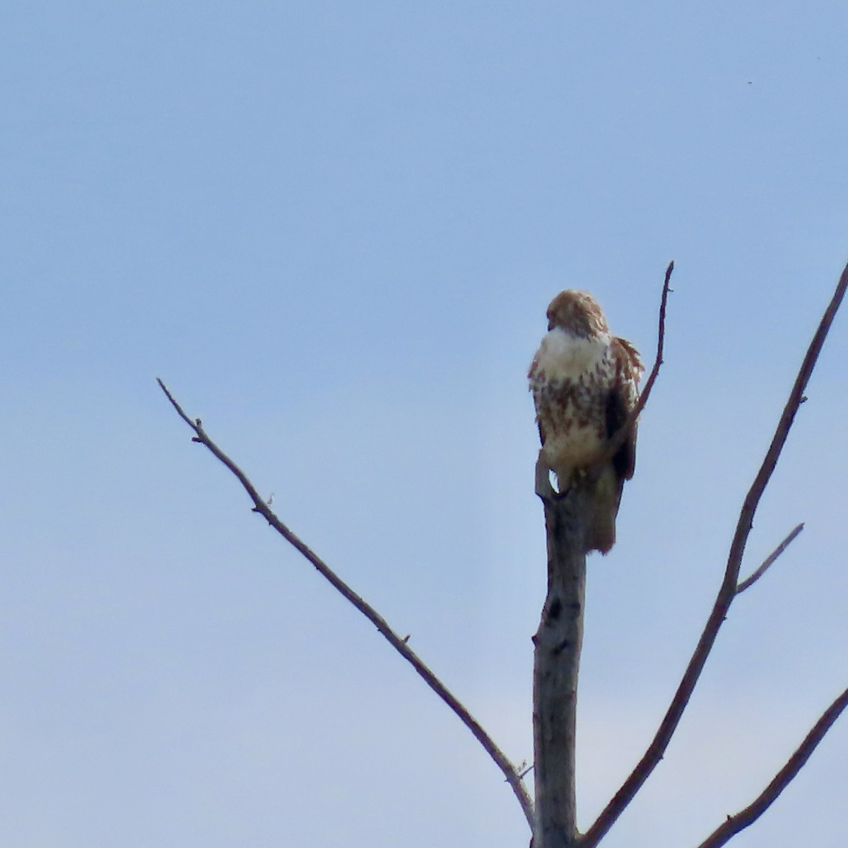 Red-tailed Hawk - ML642310411