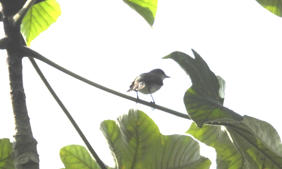 River Tyrannulet - ML642310419