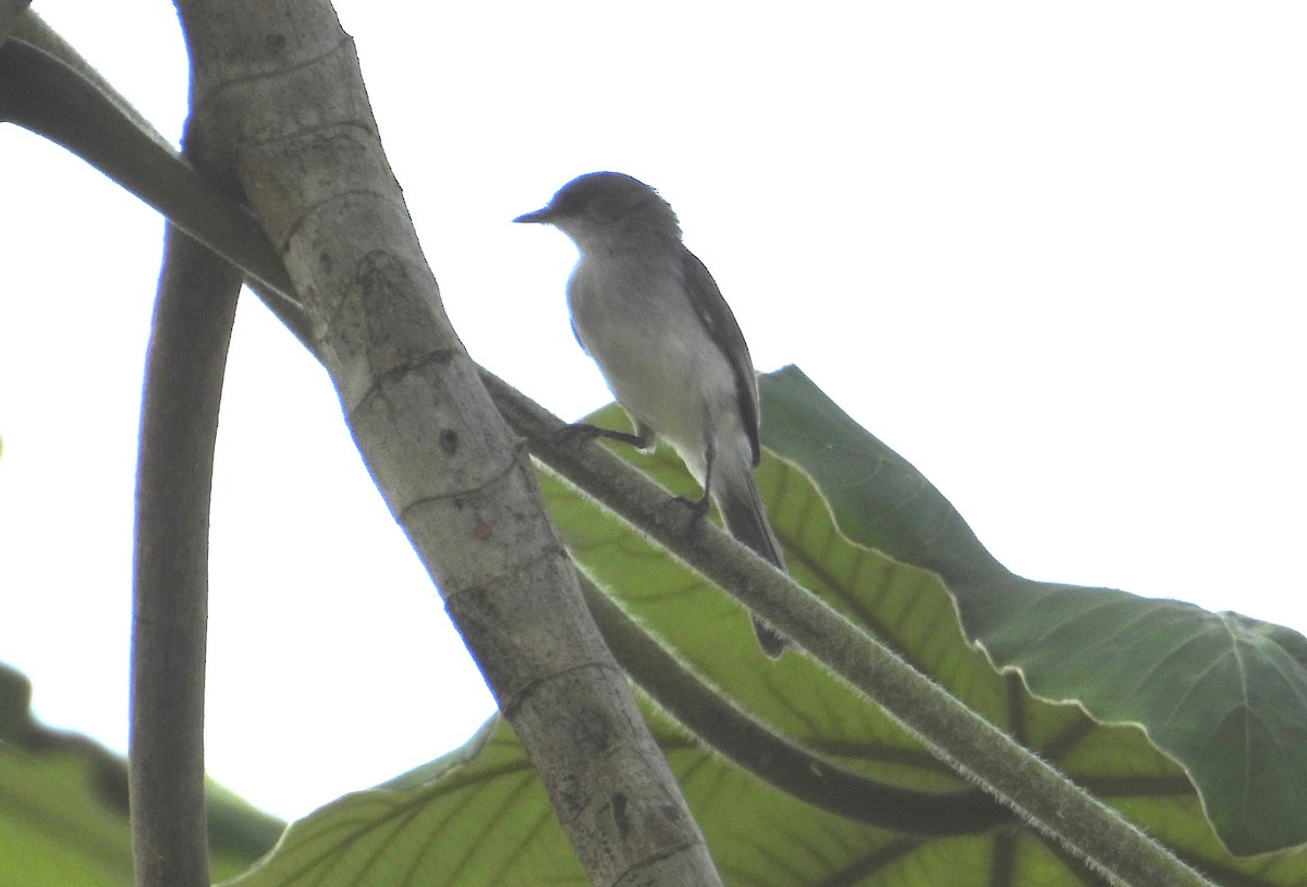 River Tyrannulet - ML642310420