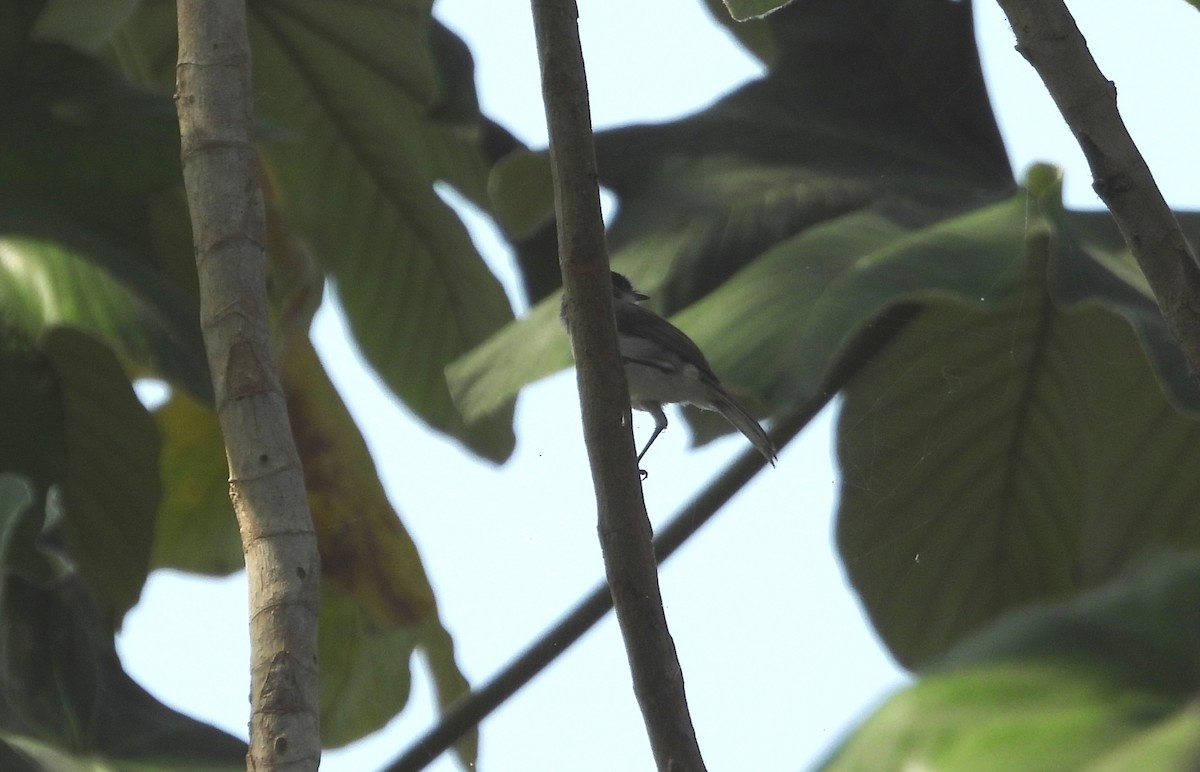 River Tyrannulet - ML642310421