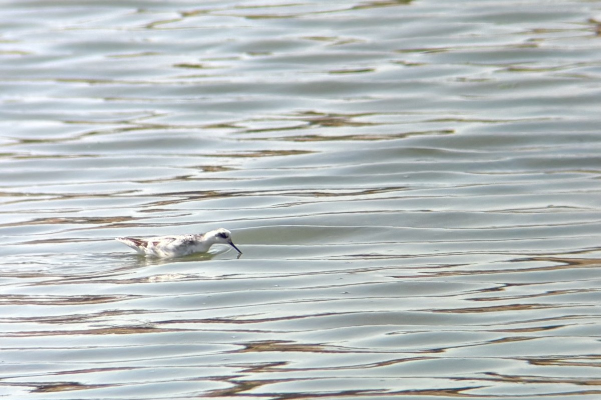 svømmesnipe - ML642310424