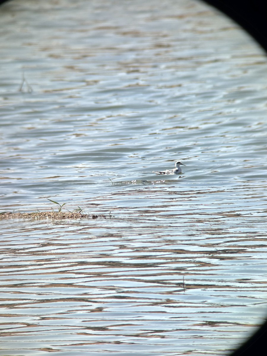 svømmesnipe - ML642310425