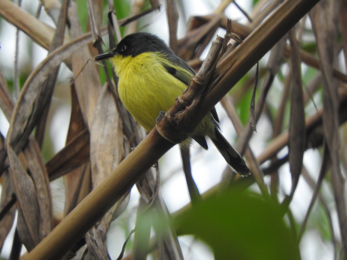 Common Tody-Flycatcher - ML642310434