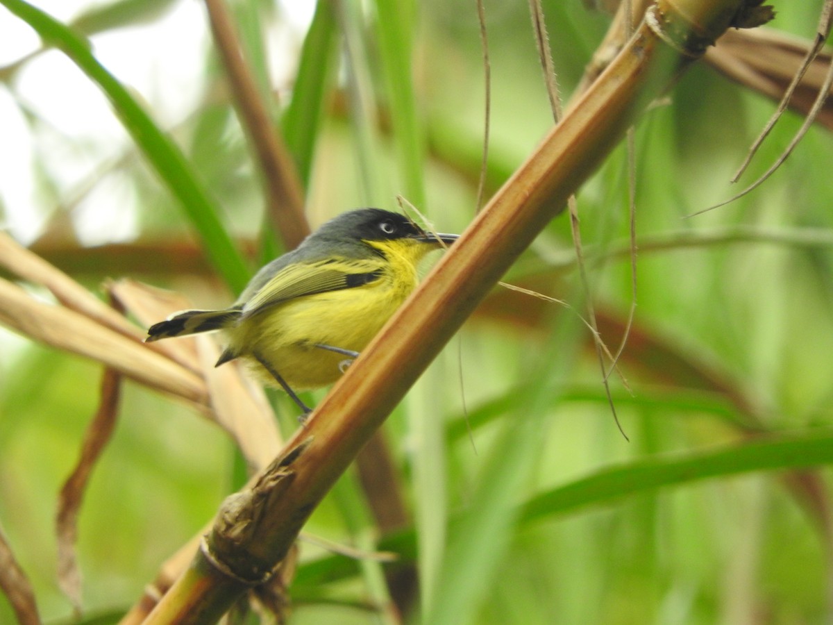 Common Tody-Flycatcher - ML642310435