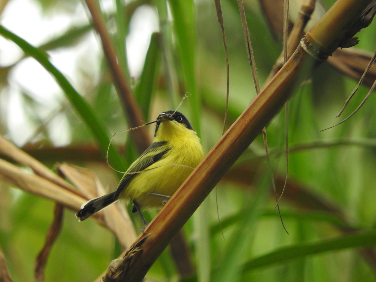 Common Tody-Flycatcher - ML642310436