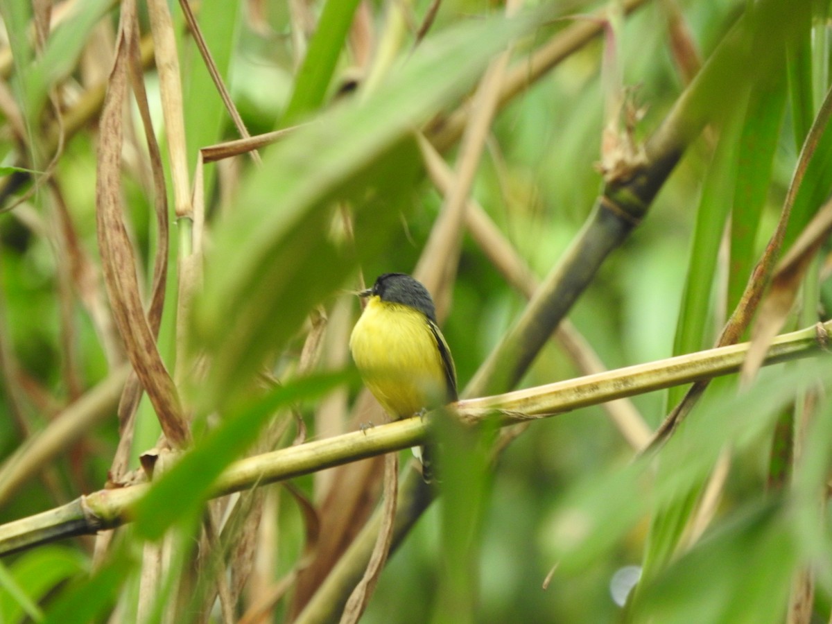Common Tody-Flycatcher - ML642310437