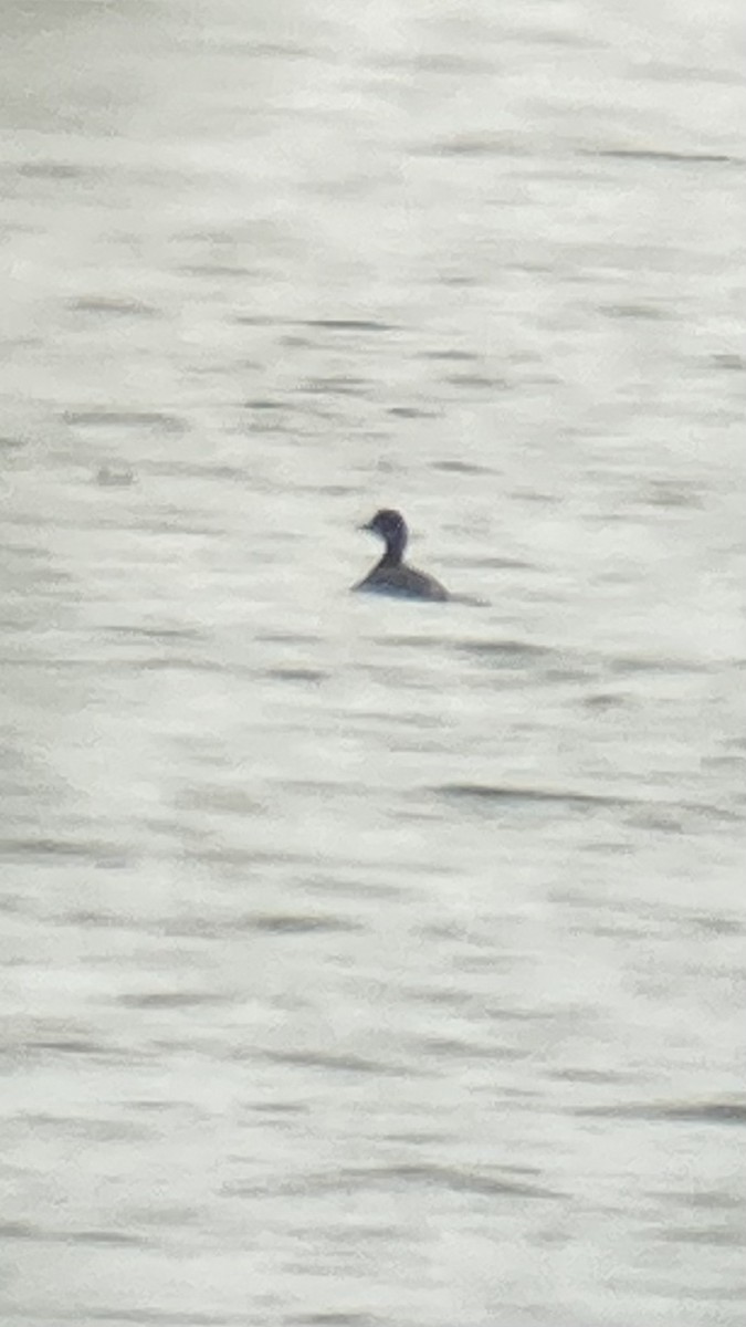 Eared Grebe - ML642310447