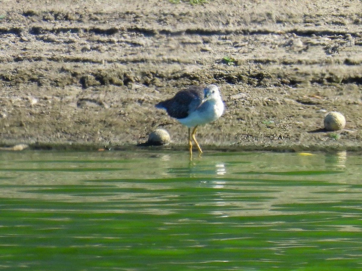 Greater Yellowlegs - ML642310448