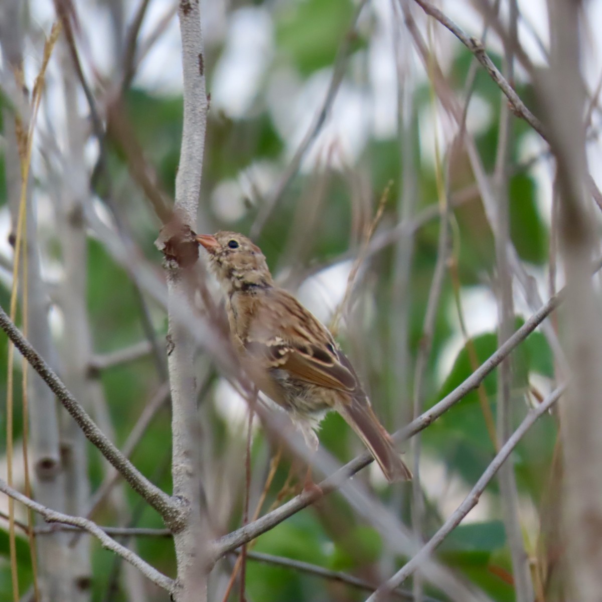Field Sparrow - ML642310452
