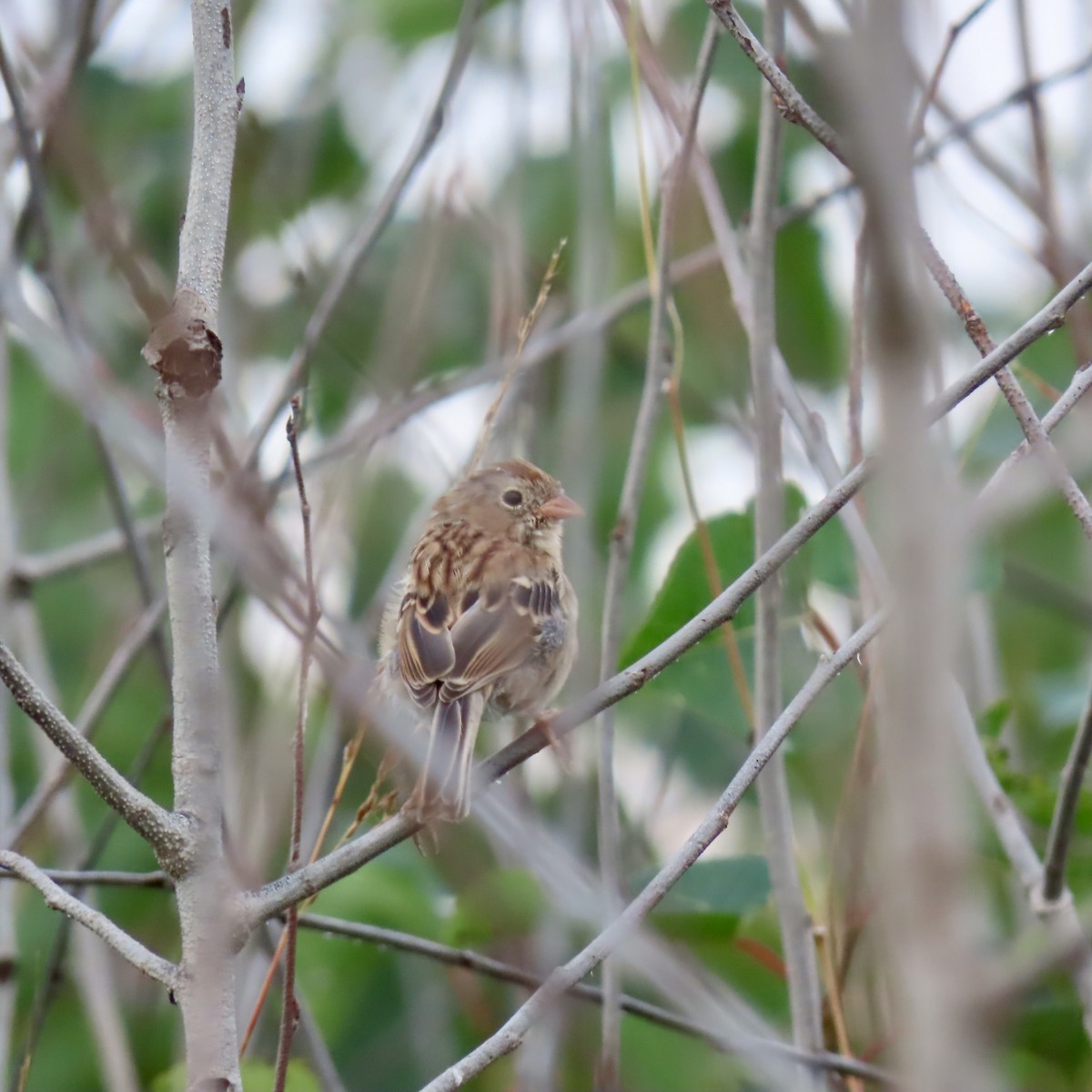 Field Sparrow - ML642310453