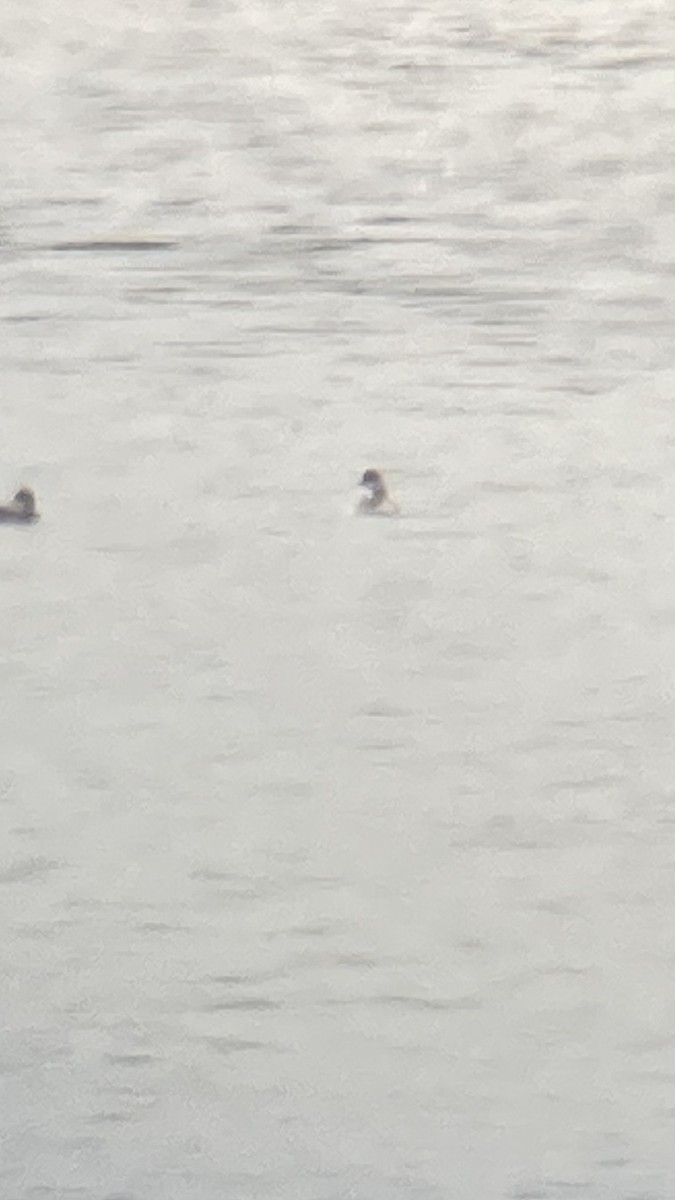 Eared Grebe - ML642310454