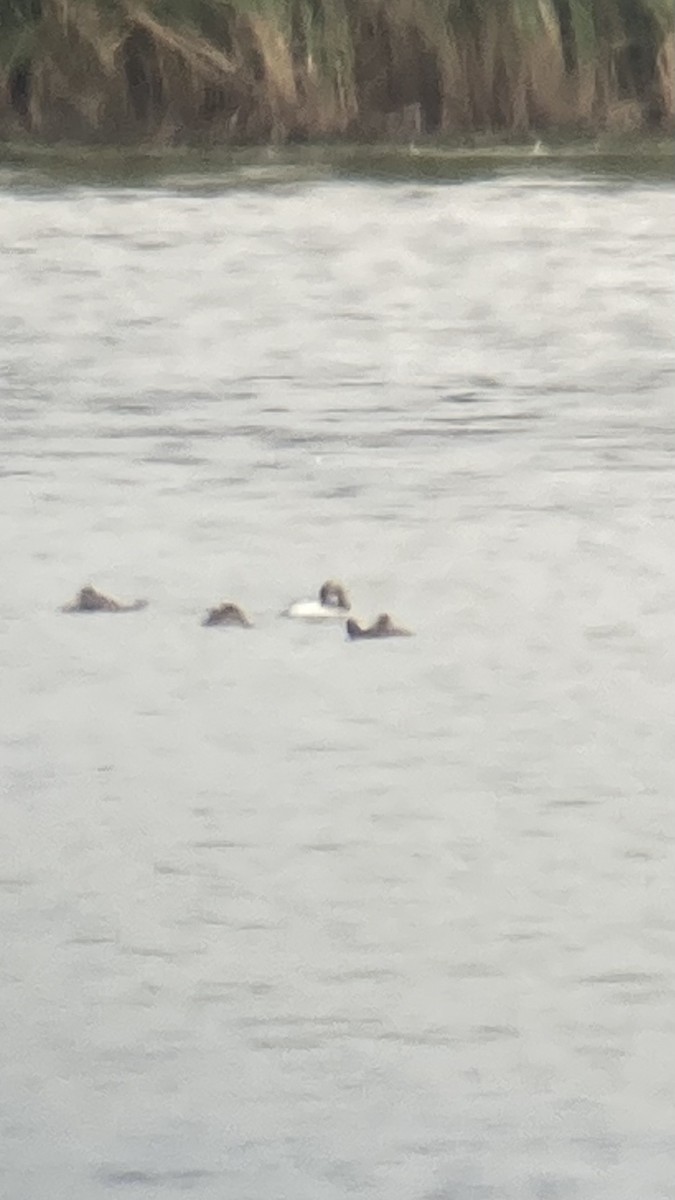 Eared Grebe - ML642310457