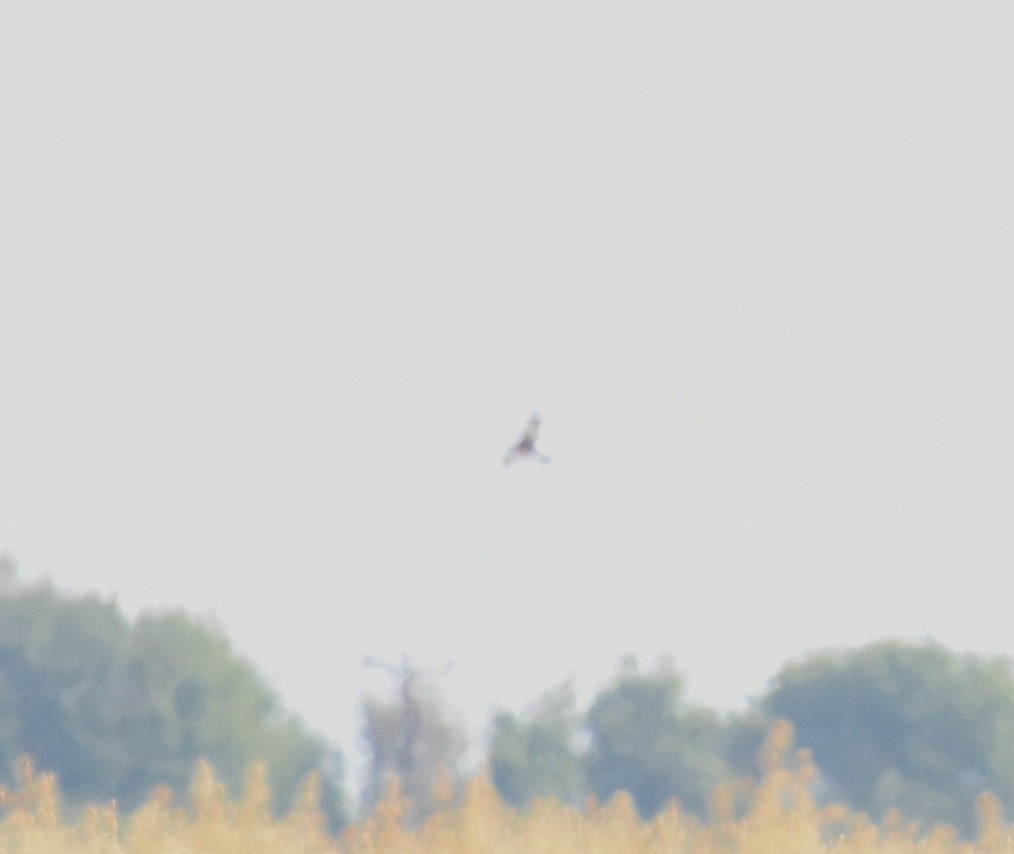 Western Marsh Harrier - ML642310479