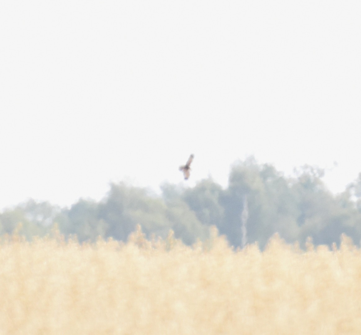 Western Marsh Harrier - ML642310480