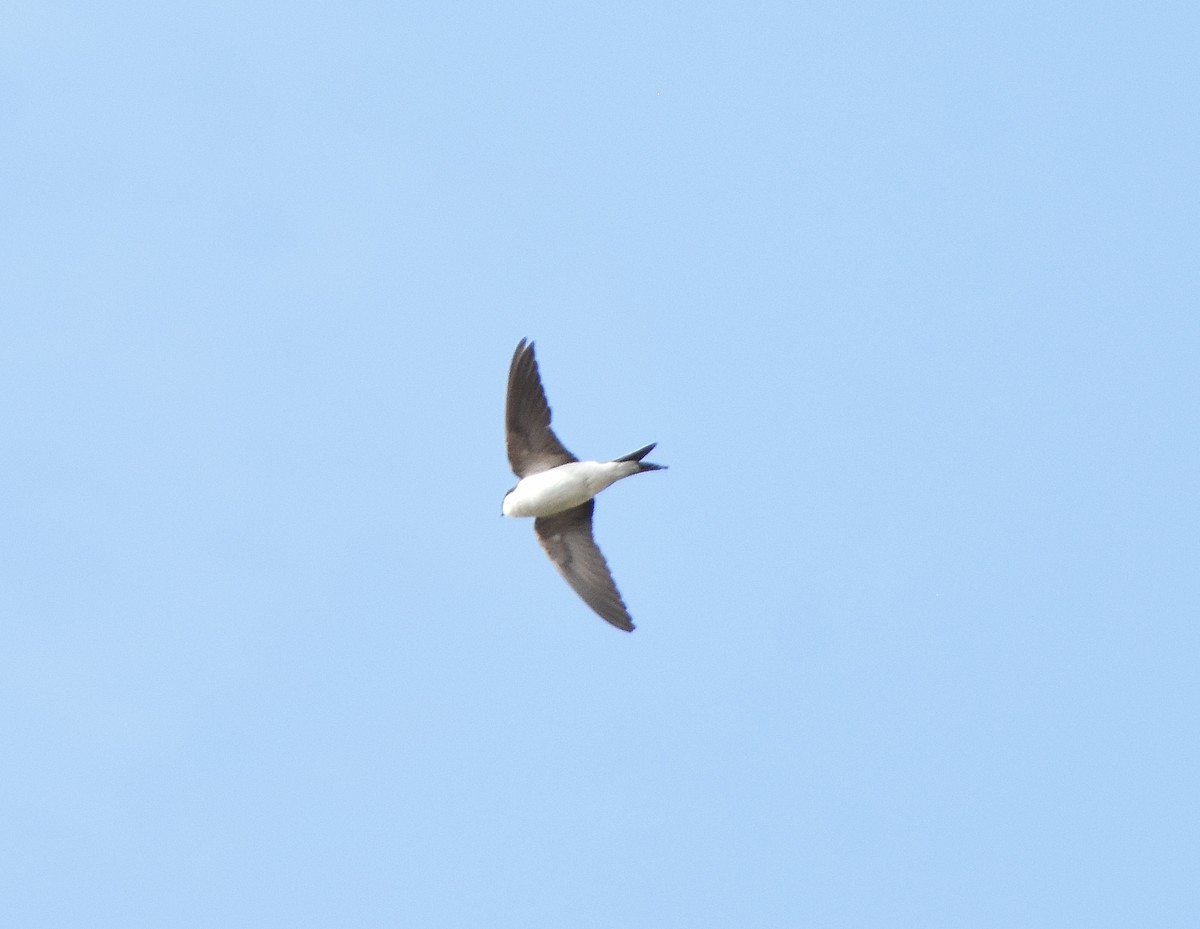 Western House-Martin - ML642310487
