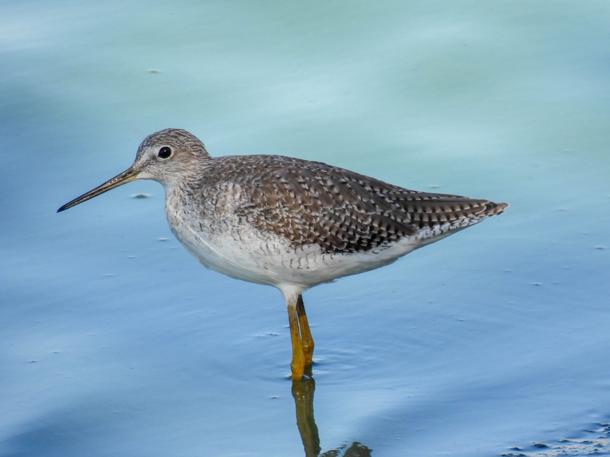 Greater Yellowlegs - ML642310510