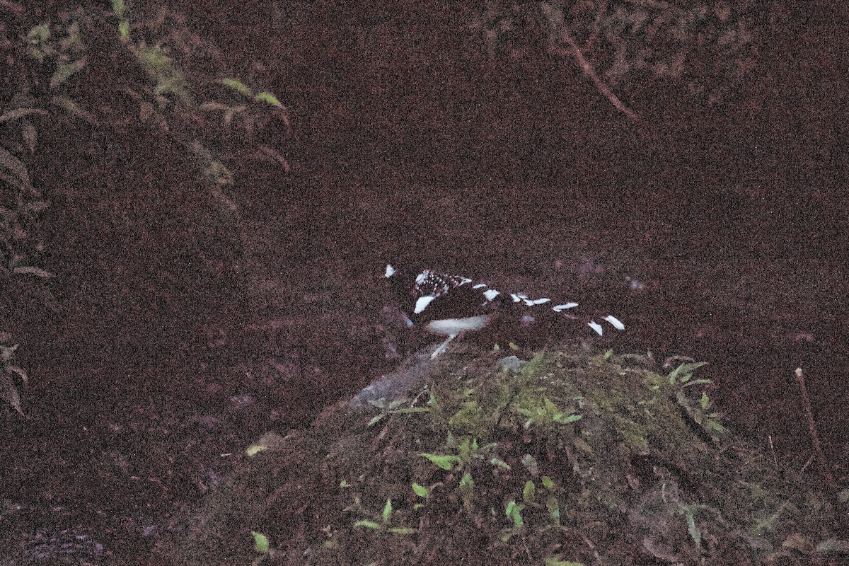 Spotted Forktail - ML642310521